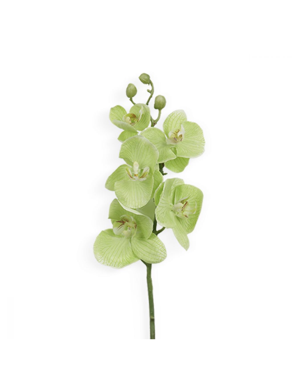 Phalaenopsis